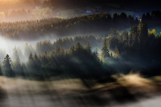 Illustration for article titled Forests, fog and light make these long-exposure photographs look like paintings
